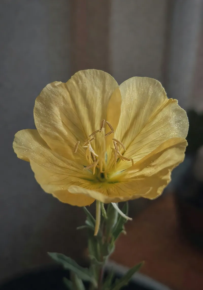 宿根花卉的色彩層次規劃 - 補充圖片