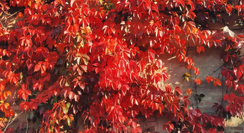 攀藤蔓性植物的垂直運用 - 補充圖片