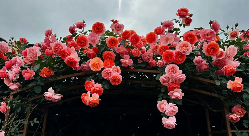 月季花園的色彩搭配 - 補充圖片