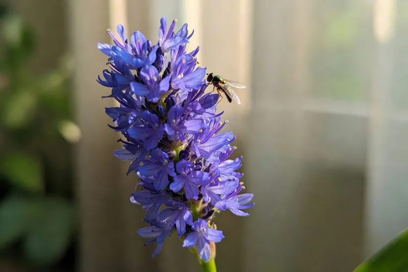 水元素與花園的和諧搭配 - 補充圖片