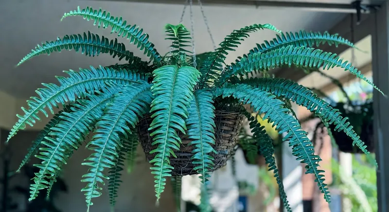 蕨類植物的雅致搭配 - 補充圖片