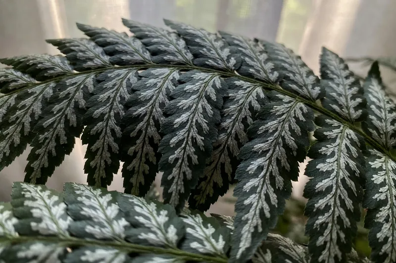 蕨類植物的雅致搭配 - 補充圖片