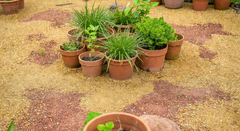 地中海香草花園的營造 - 補充圖片