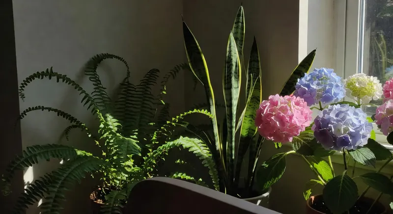 居家植物採光完全指南