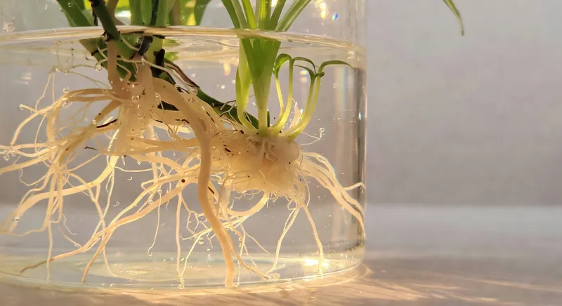 水培植物入門必學 - 補充圖片