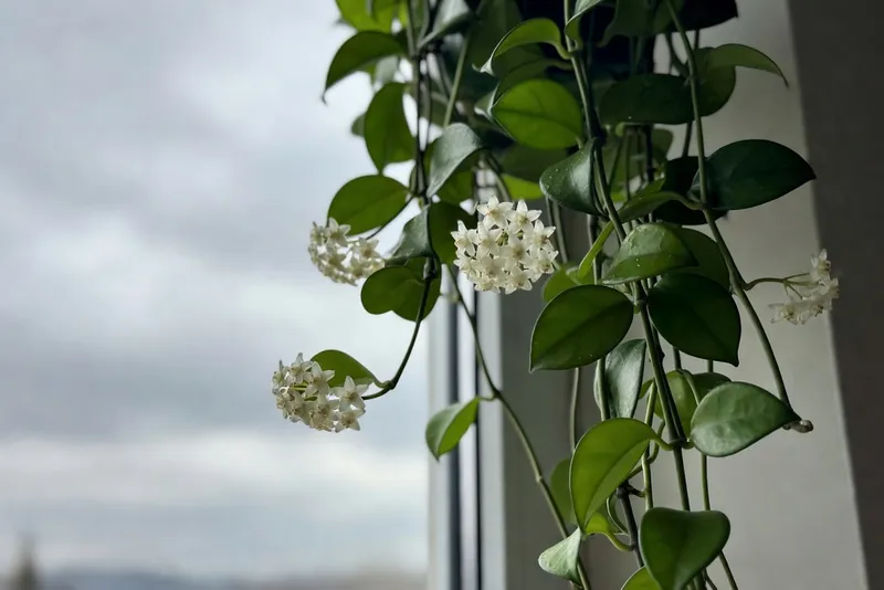 蠟花植物帶小蠟質星形花簇，懸掛窗邊，增添室內綠意。