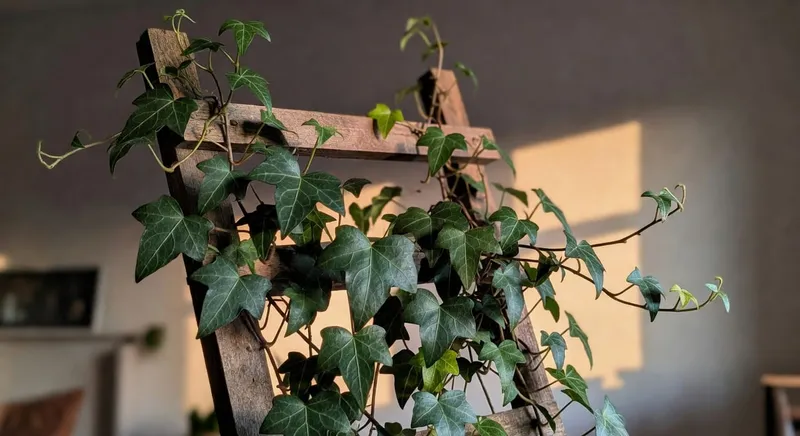 英國常春藤攀爬室內木架，葉片深綠，優雅裝飾空間。