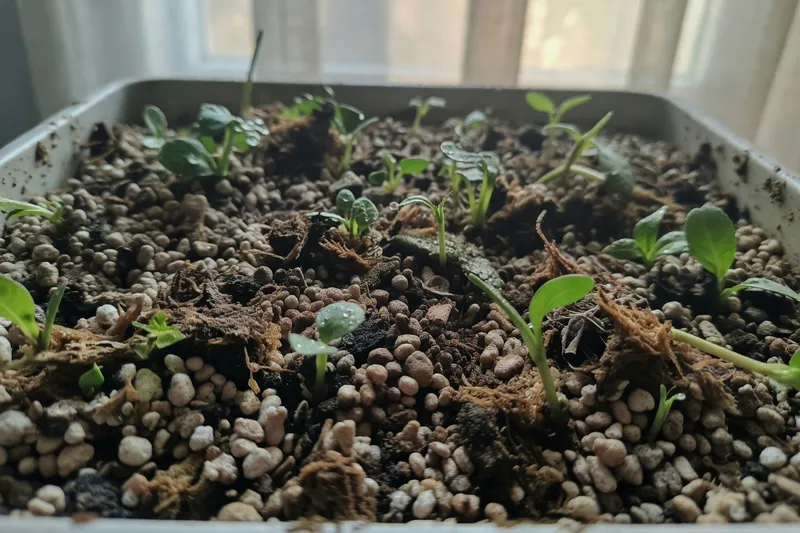 根部扦插的進階技巧 - 補充圖片