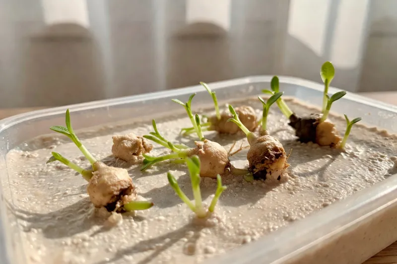 根部扦插的進階技巧 - 補充圖片