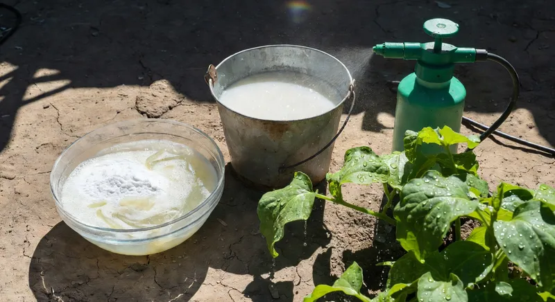 植物銹病的綜合防治 - 補充圖片