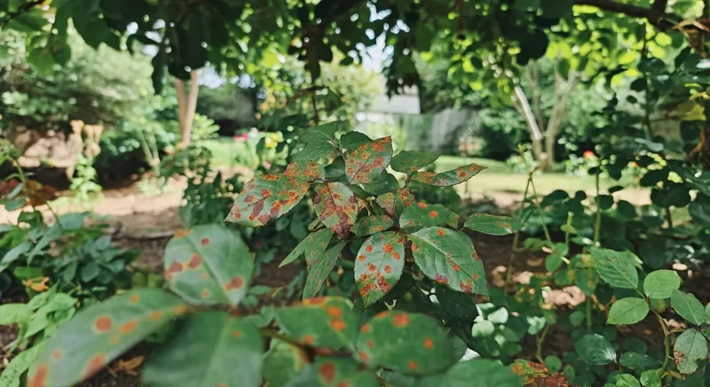 植物銹病的綜合防治