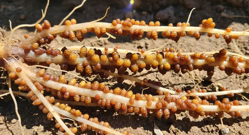 線蟲危害的識別與防治