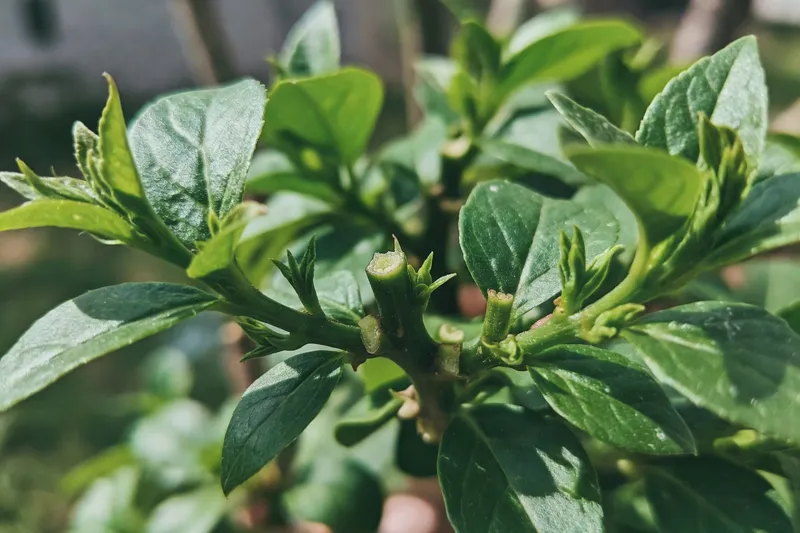 六月花園的盛放指南 - 補充圖片