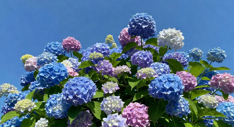 六月花園的盛放指南