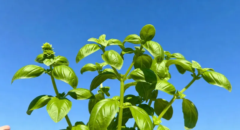 陽台香草的四季管理 - 補充圖片