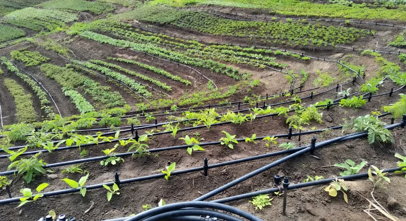 滴灌系統的設計與安裝 - 補充圖片