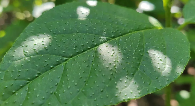 葉面施肥的科學運用 - 補充圖片