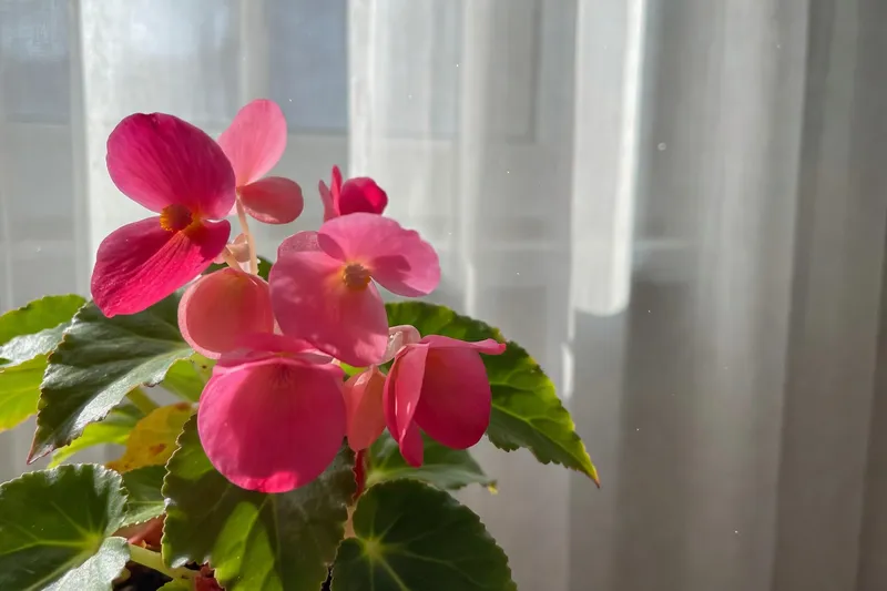 為秋花季提前規劃 - 補充圖片