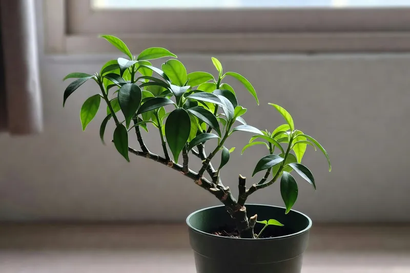 為秋花季提前規劃 - 補充圖片