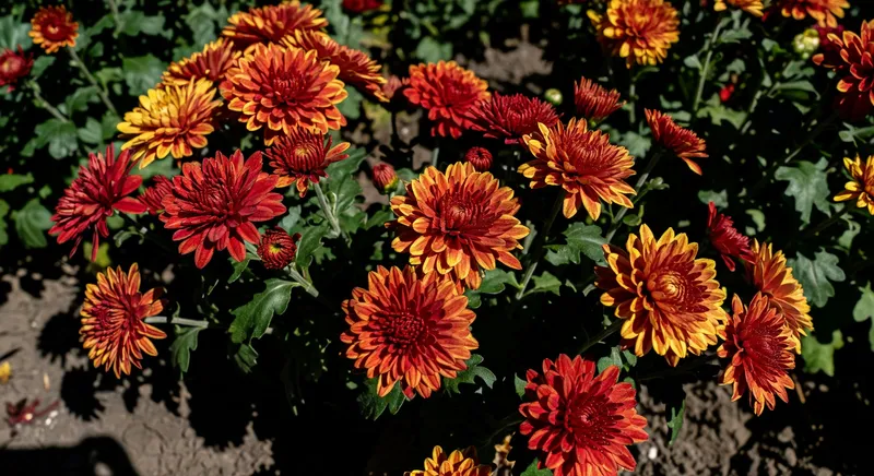 為秋花季提前規劃