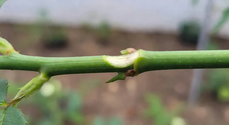 盆栽植物的整形修剪技巧 - 補充圖片