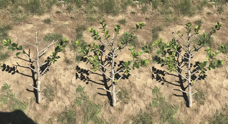 盆栽植物的整形修剪技巧