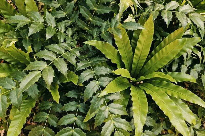 遮蔭花園進階：葉形與光影的深情對話