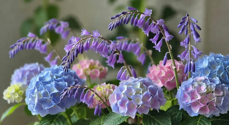 玉簪紫色花序與繡球花藍粉雙色花朵綻放組合