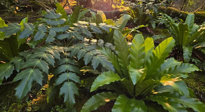 日本十大功勞蕨和鳥巢蕨羽狀葉片近景照