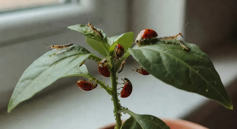 多樣化天敵昆蟲應用於蚜蟲防治，促進可持續農業平衡