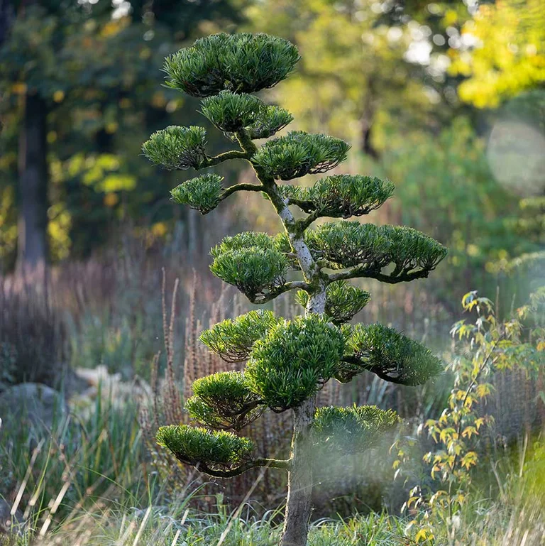 連翹花盛開灌木叢，金黃色花朵覆蓋整個枝條
