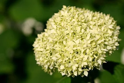 山梅花白色芳香花朵的特寫,背景為深綠色葉片