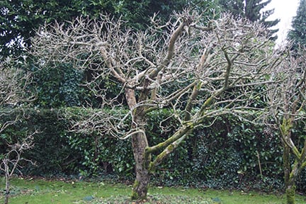 果樹修剪全攻略：蘋果梨從幼苗期到成熟期的實用方法