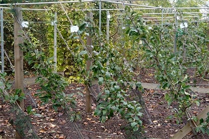 梨樹夏季修剪技巧管理生長提升果實產量的實踐圖