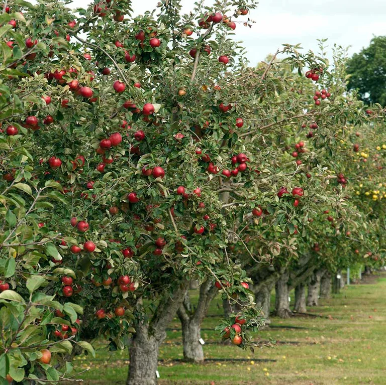 蘋果與梨冬季修剪系統：更新果枝的專業方法示意