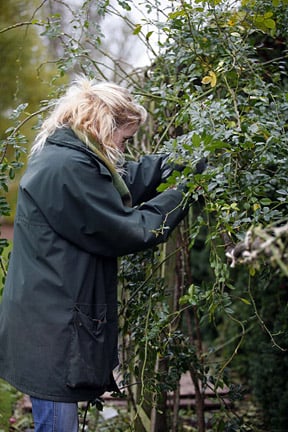 無花果樹整枝技巧圖片，詳細說明樹形塑造和養護方法