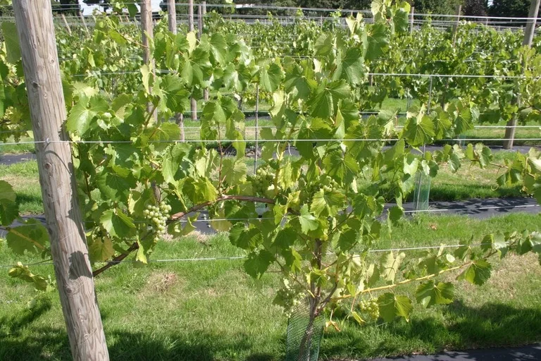 介紹葡萄修剪與整枝兩大系統的操作步驟與要點