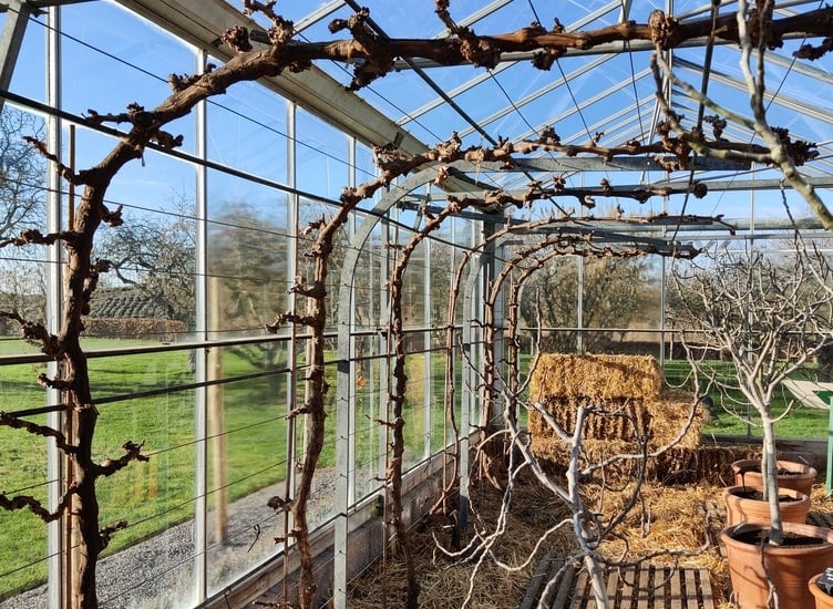 詳細說明葡萄修剪與整枝兩大系統的完整指南內容