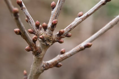李子修剪示意圖，介紹夏季修剪步驟，避免銀葉病侵襲樹木。