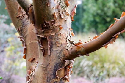 圖片說明李子樹夏季修剪要點，幫助園丁有效預防銀葉病問題。