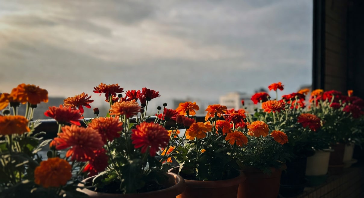 台灣秋天清晨陽台：一排花盆橘紅開花植物，背景城市輪廓，晨光斜射花瓣細節。