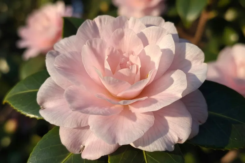 茶花花瓣特寫展現絲質光澤與淡粉色調細膩質感