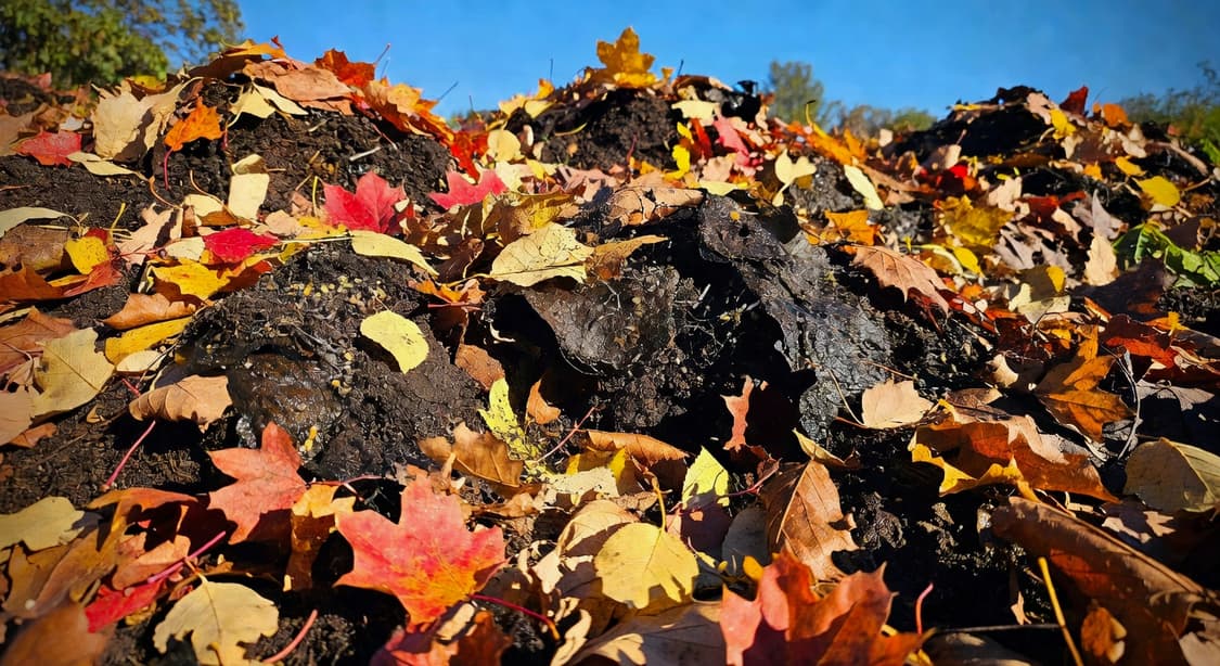 秋季花園落葉堆積形成天然堆肥，微生物進行分解。
