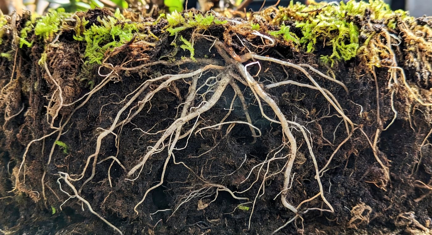 杜鵑花根系在肥沃泥炭混合介質中展現土壤酸性結構特性