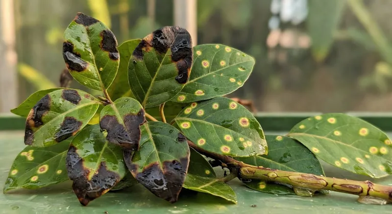 細菌性病害的辨識：區分病原體的關鍵診斷技能