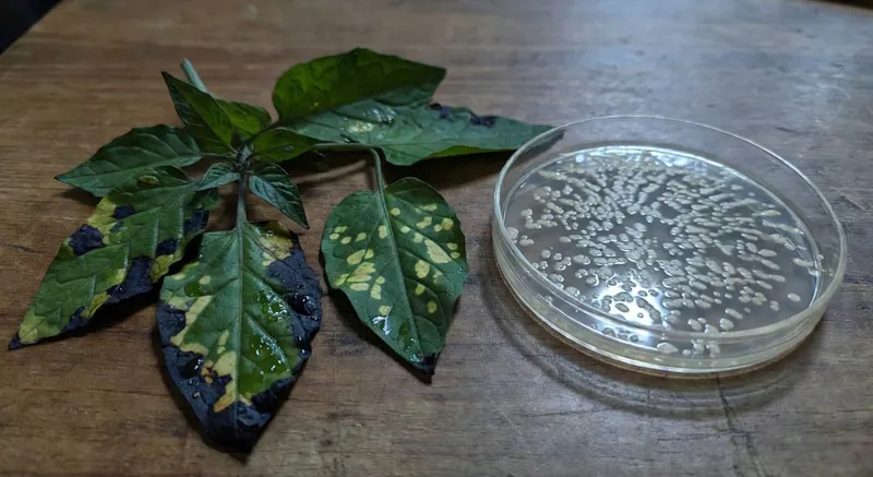 識別細菌病害的關鍵診斷技能，強調區分病原體方法