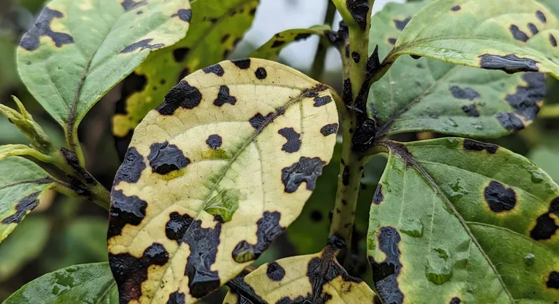 識別細菌病害的關鍵診斷技能，強調區分病原體方法
