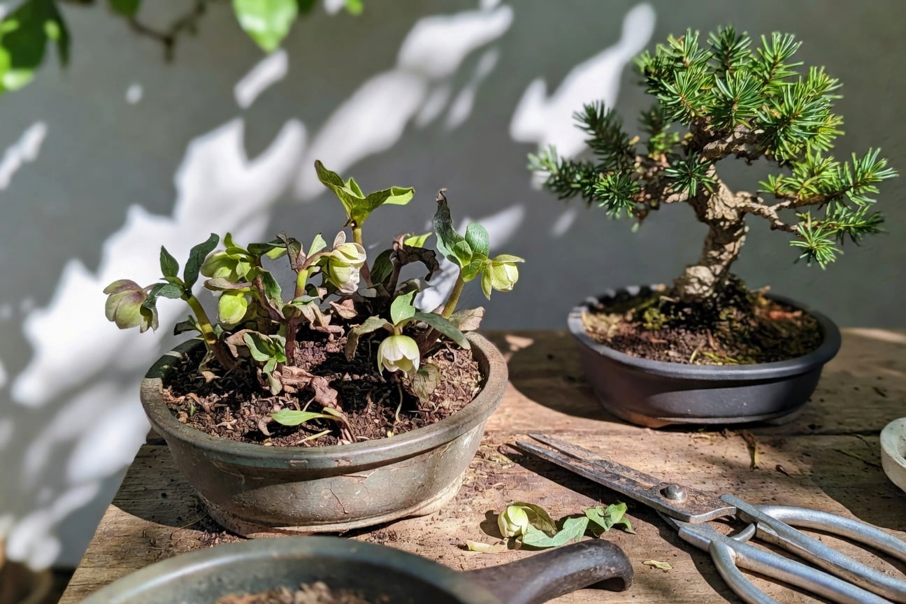 三月陽台該做什麼？新手必做的 10 件事清單 - 圖片 2