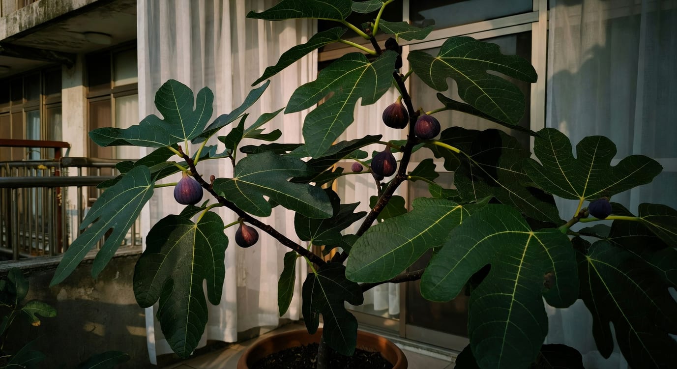 台灣陽台無花果樹盆栽，深綠葉片和紫色果實，光線充足，住宅背景。