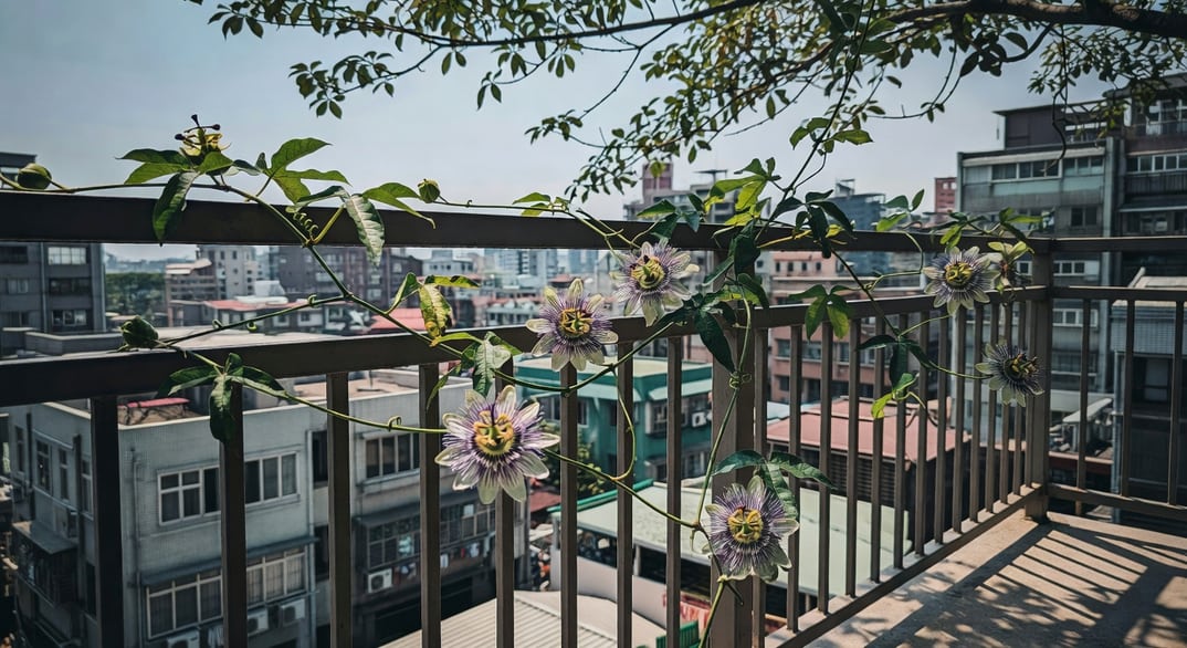 台灣陽台百香果藤本攀爬圍欄，紫白花朵盛開，都市風景夏季晴天。